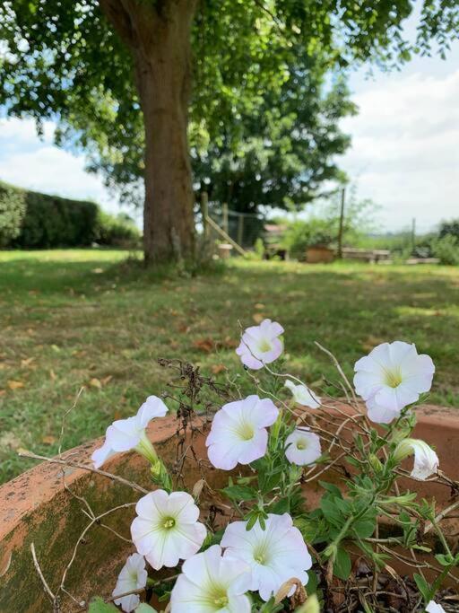 Saint-Jans-Cappel Cottage Chaleureux Au Coeur Des Monts De Flandres מראה חיצוני תמונה